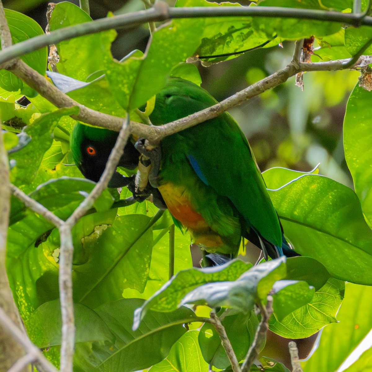 Masked Shining-Parrot - ML641114864