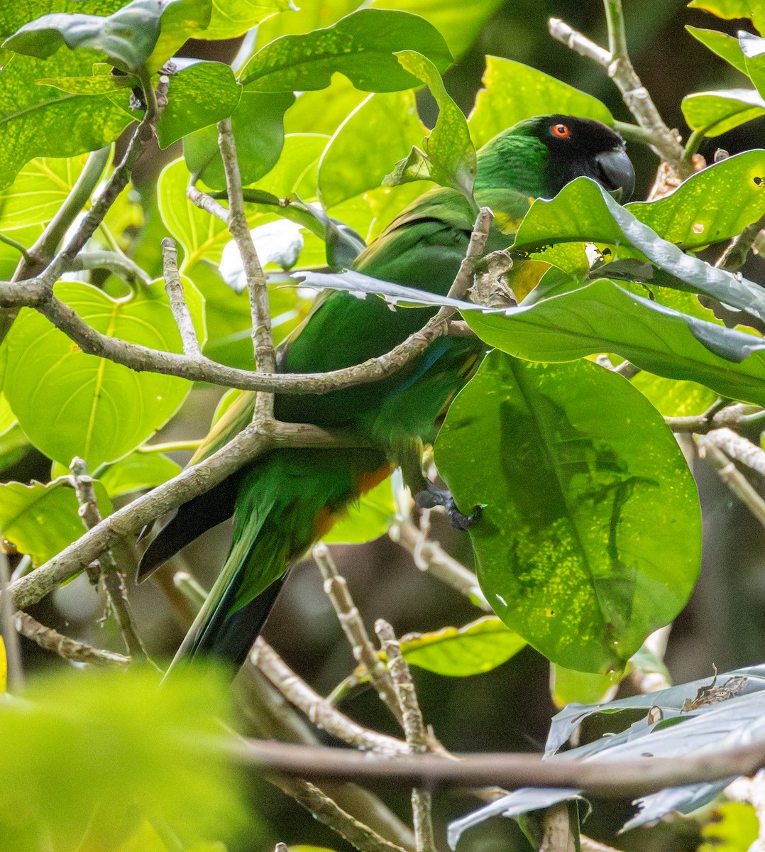 Masked Shining-Parrot - ML641114867