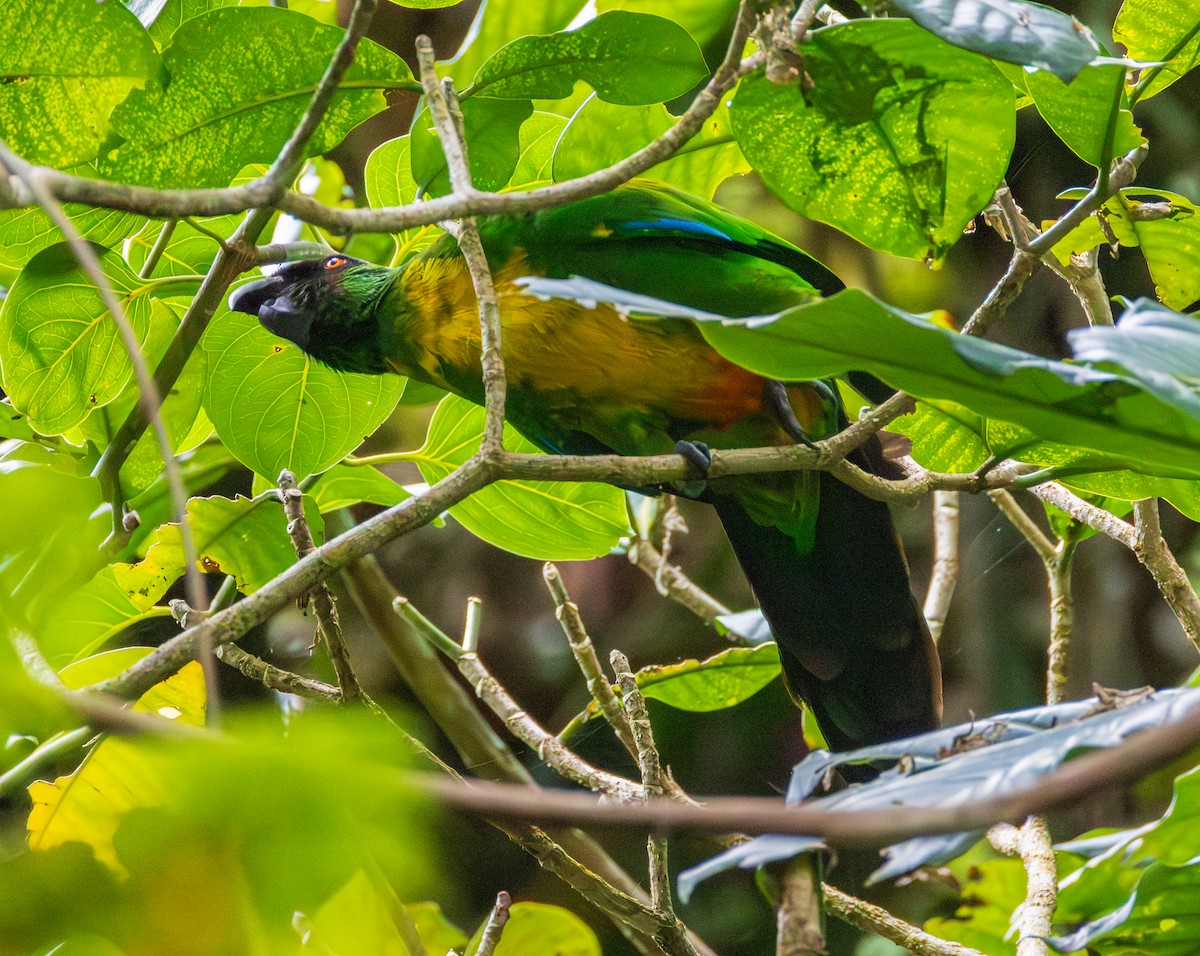 Masked Shining-Parrot - ML641114869