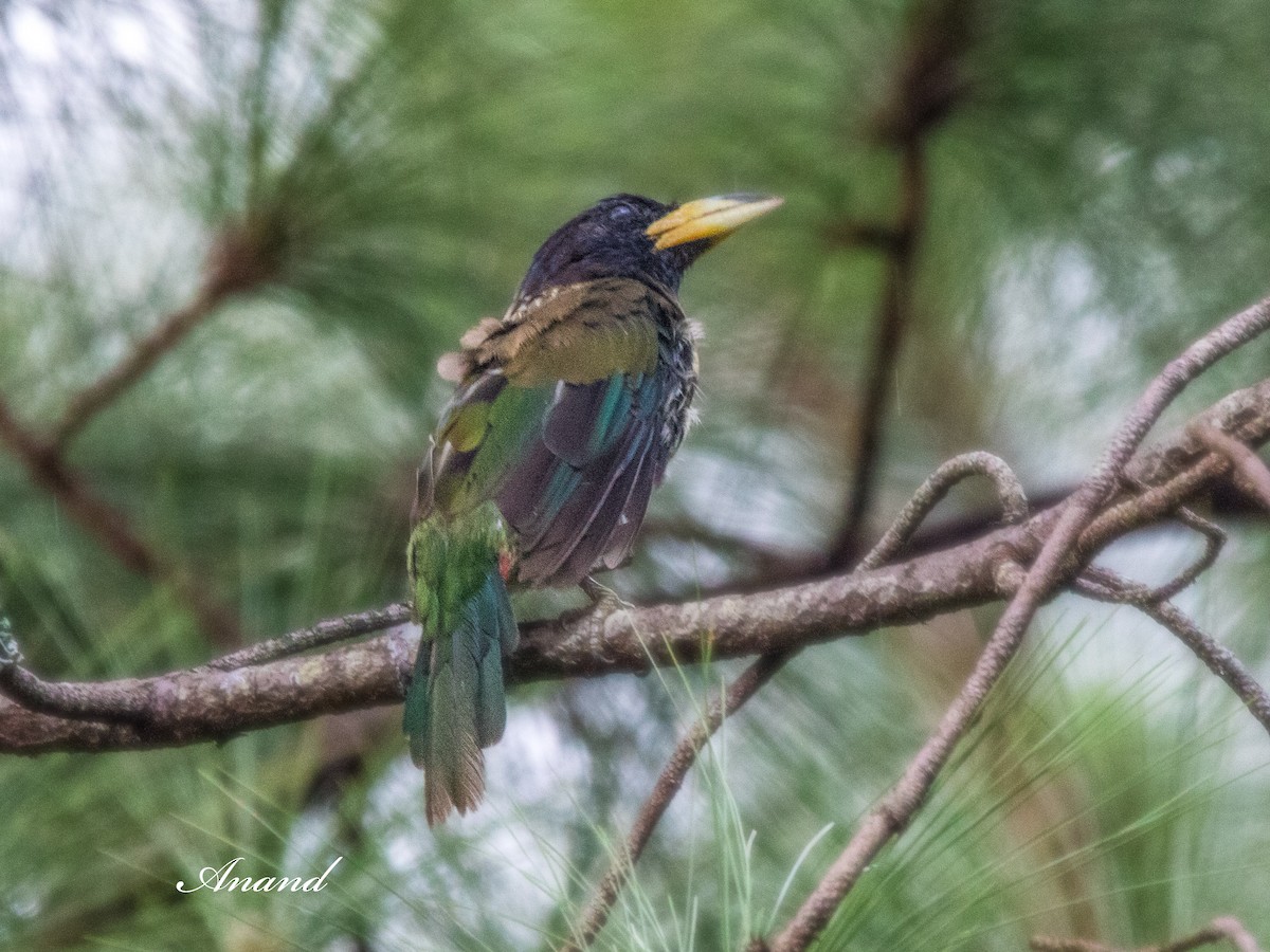 Great Barbet - ML641114874