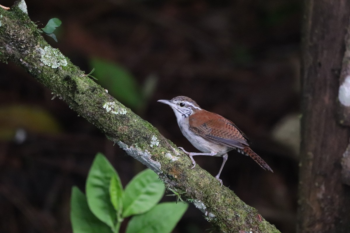 Rufous-and-white Wren - ML641114893