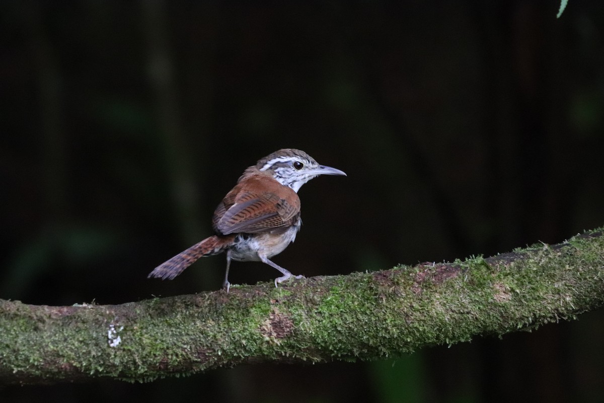 Rufous-and-white Wren - ML641114898
