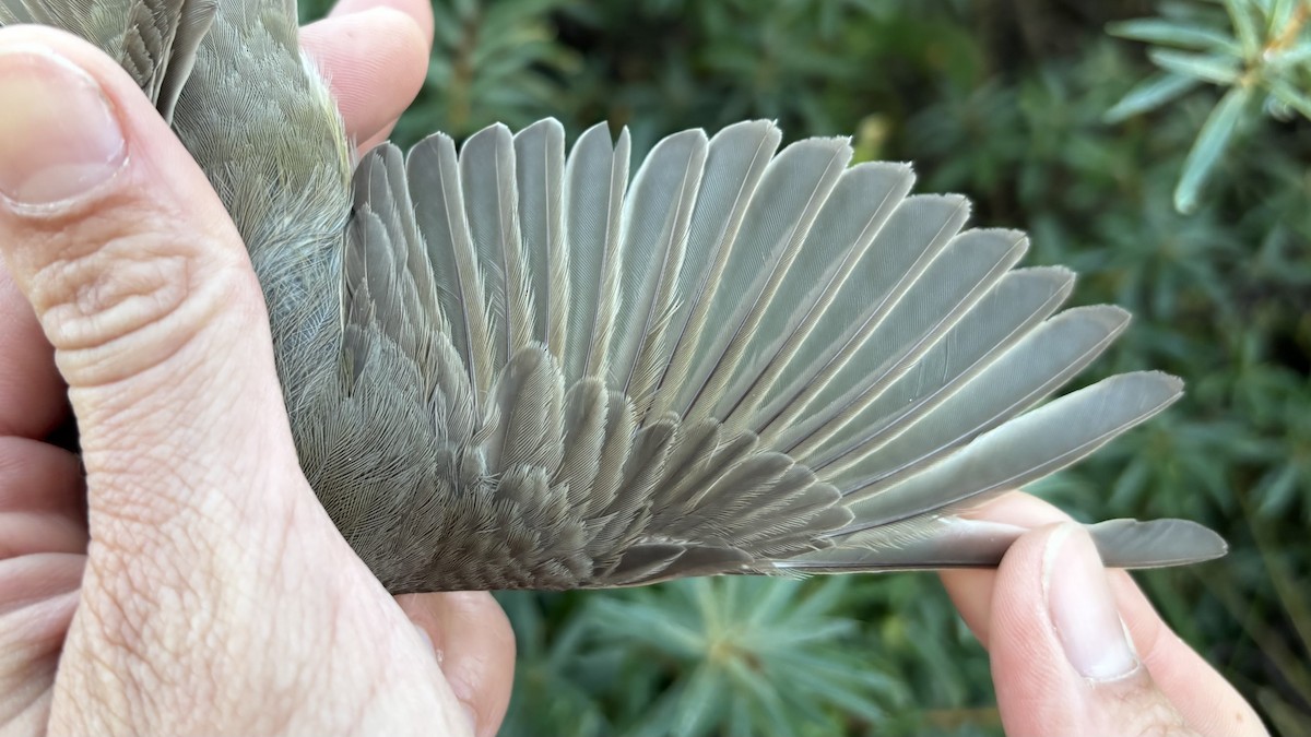 Garden Warbler - ML641114915