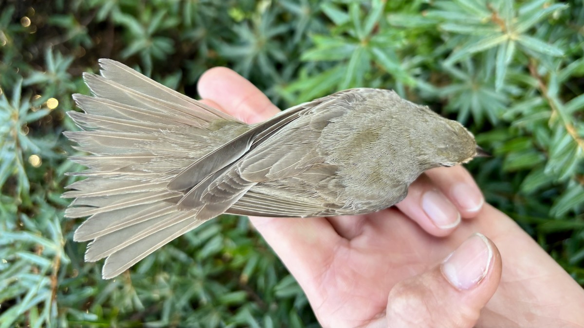 Garden Warbler - ML641114917