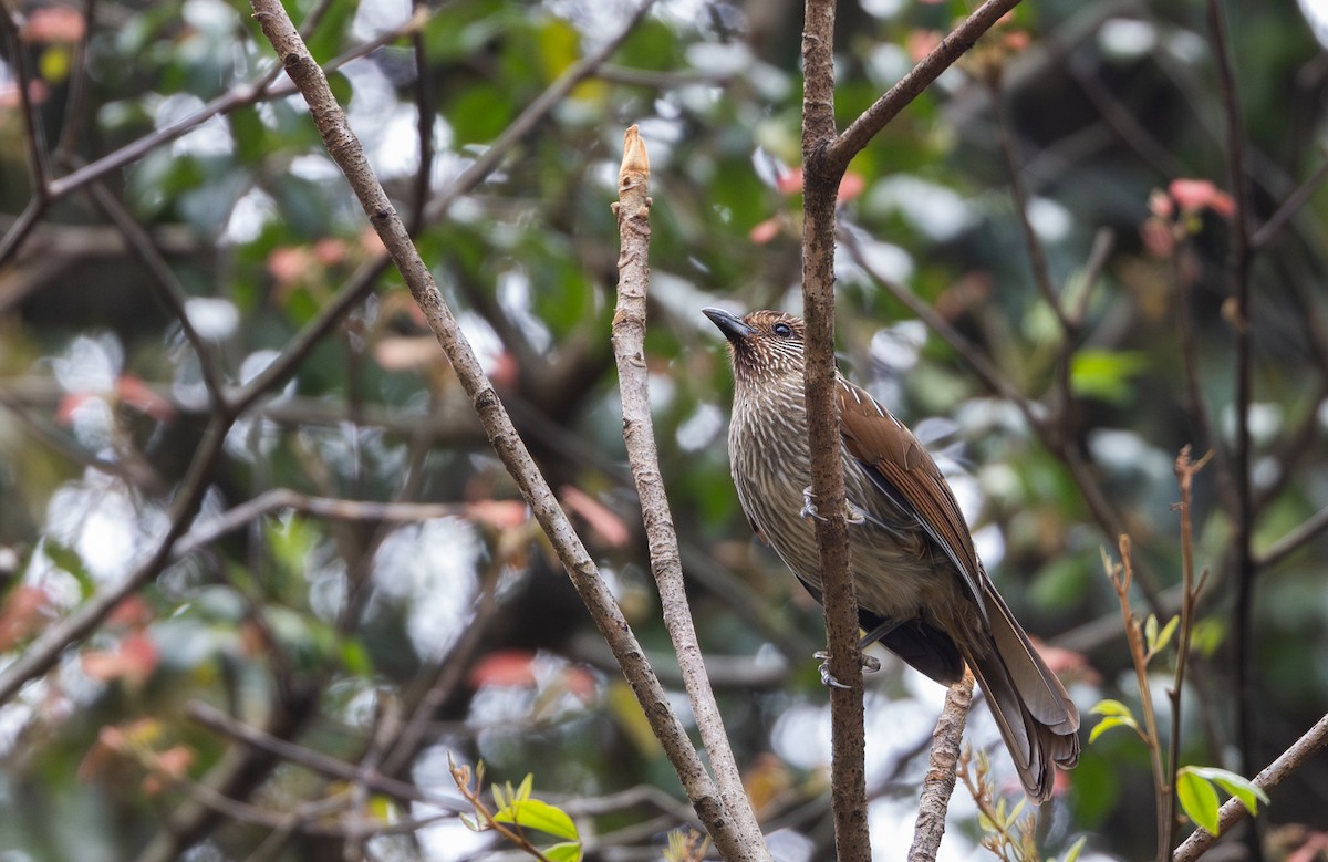Striated Laughingthrush - ML641114926