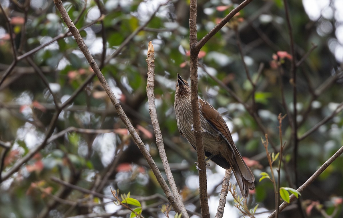 Striated Laughingthrush - ML641114927