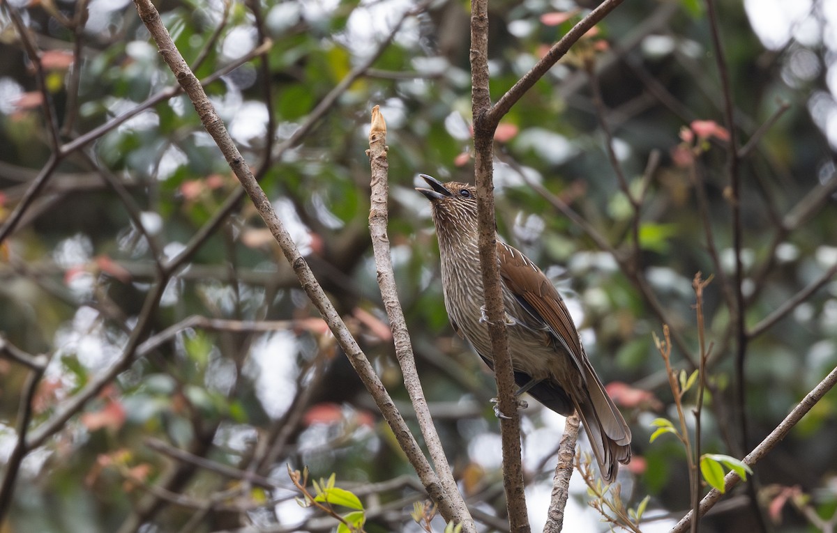 Striated Laughingthrush - ML641114928