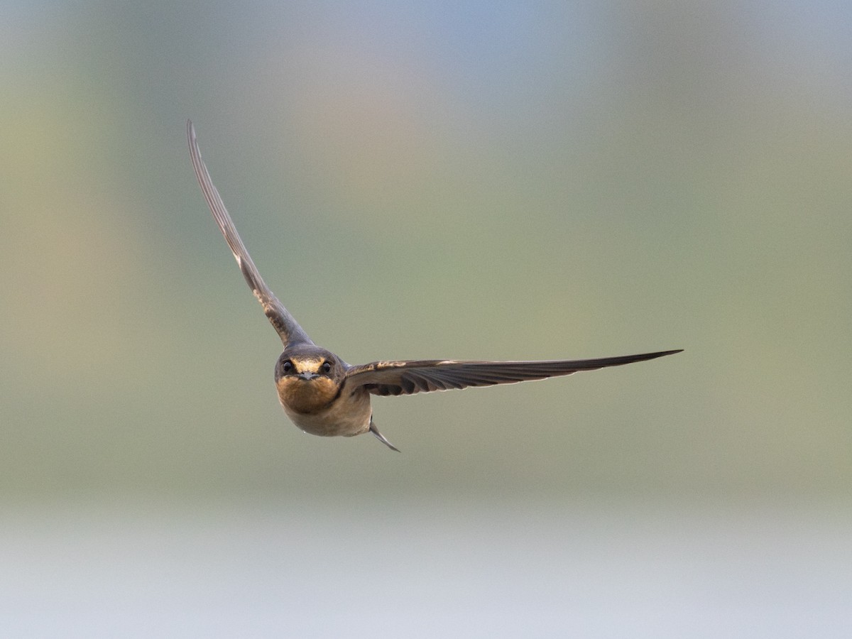Hirondelle rustique - ML641114940