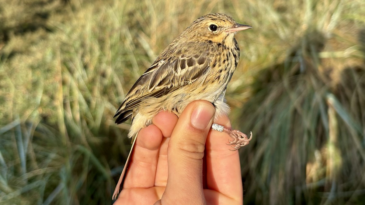 Tree Pipit - ML641114965