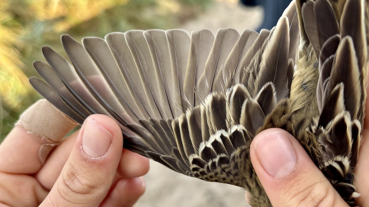 Tree Pipit - ML641114966