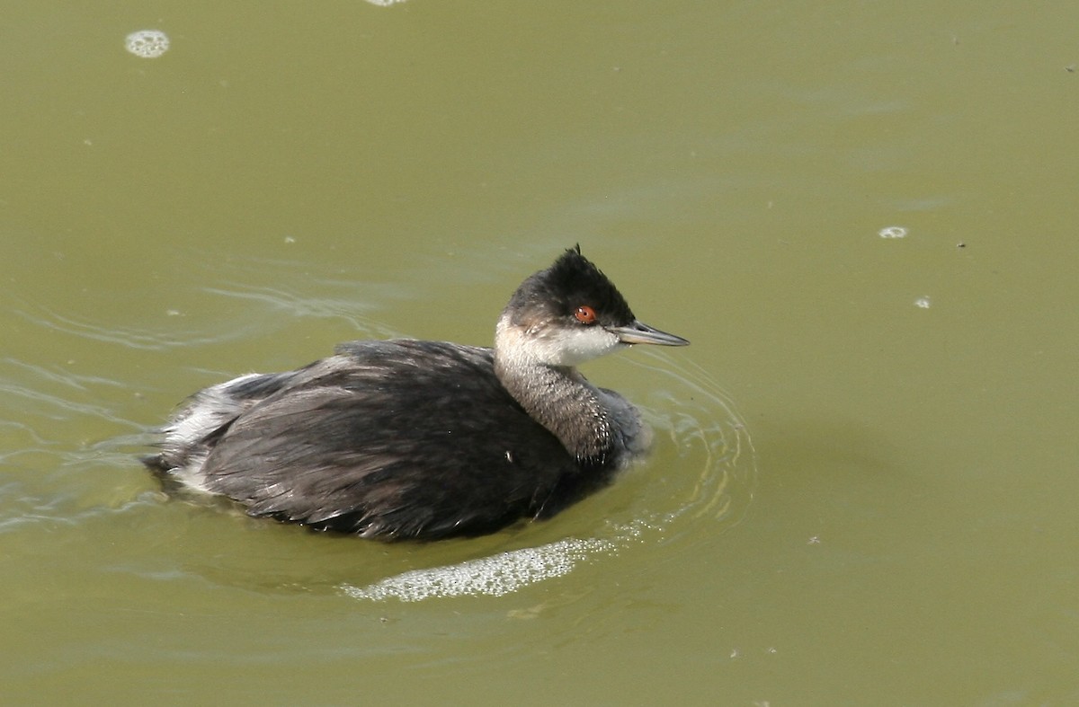 Horned/Eared Grebe - ML641114972