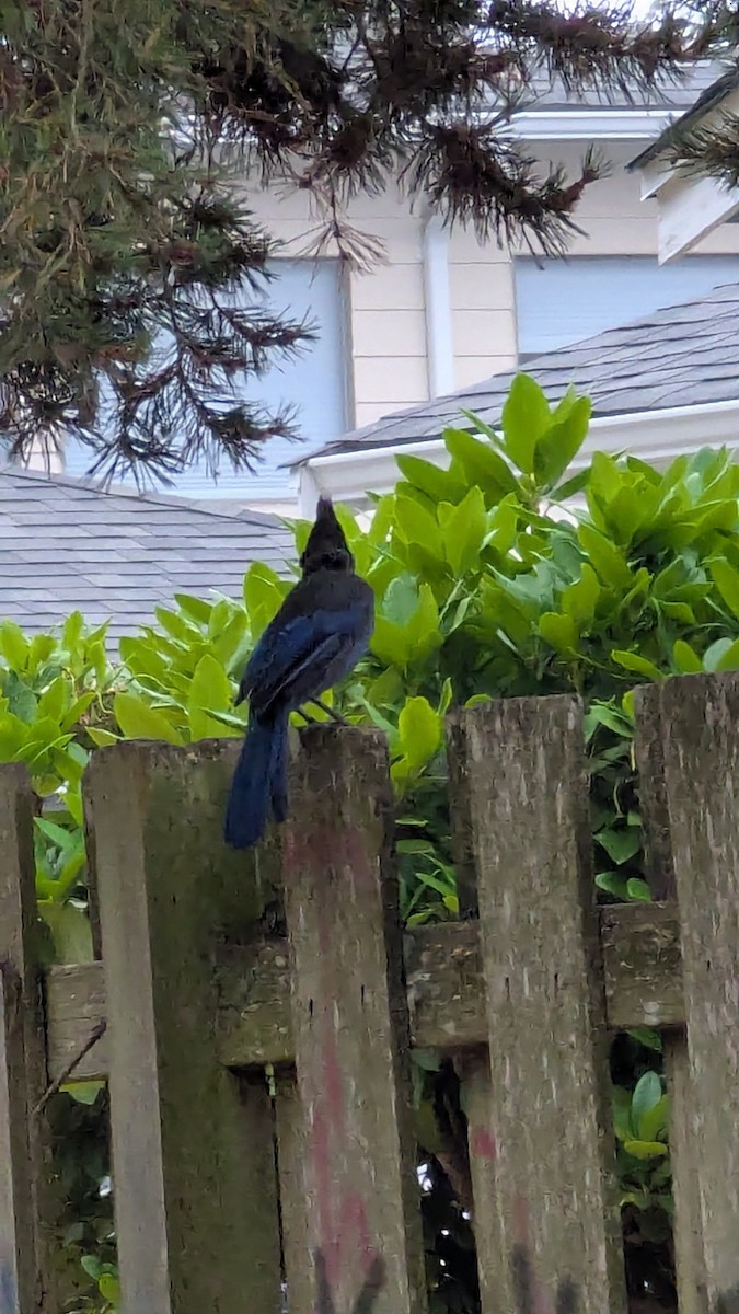 Steller's Jay - ML641114985