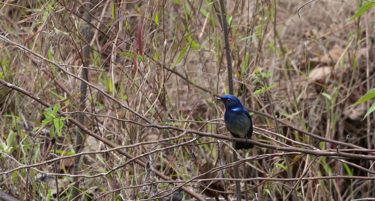 Small Niltava - ML641114989