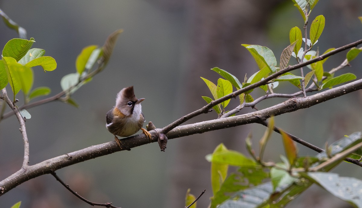 Yuhina Bigotuda - ML641114997