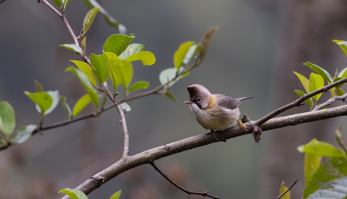 Yuhina Bigotuda - ML641115004