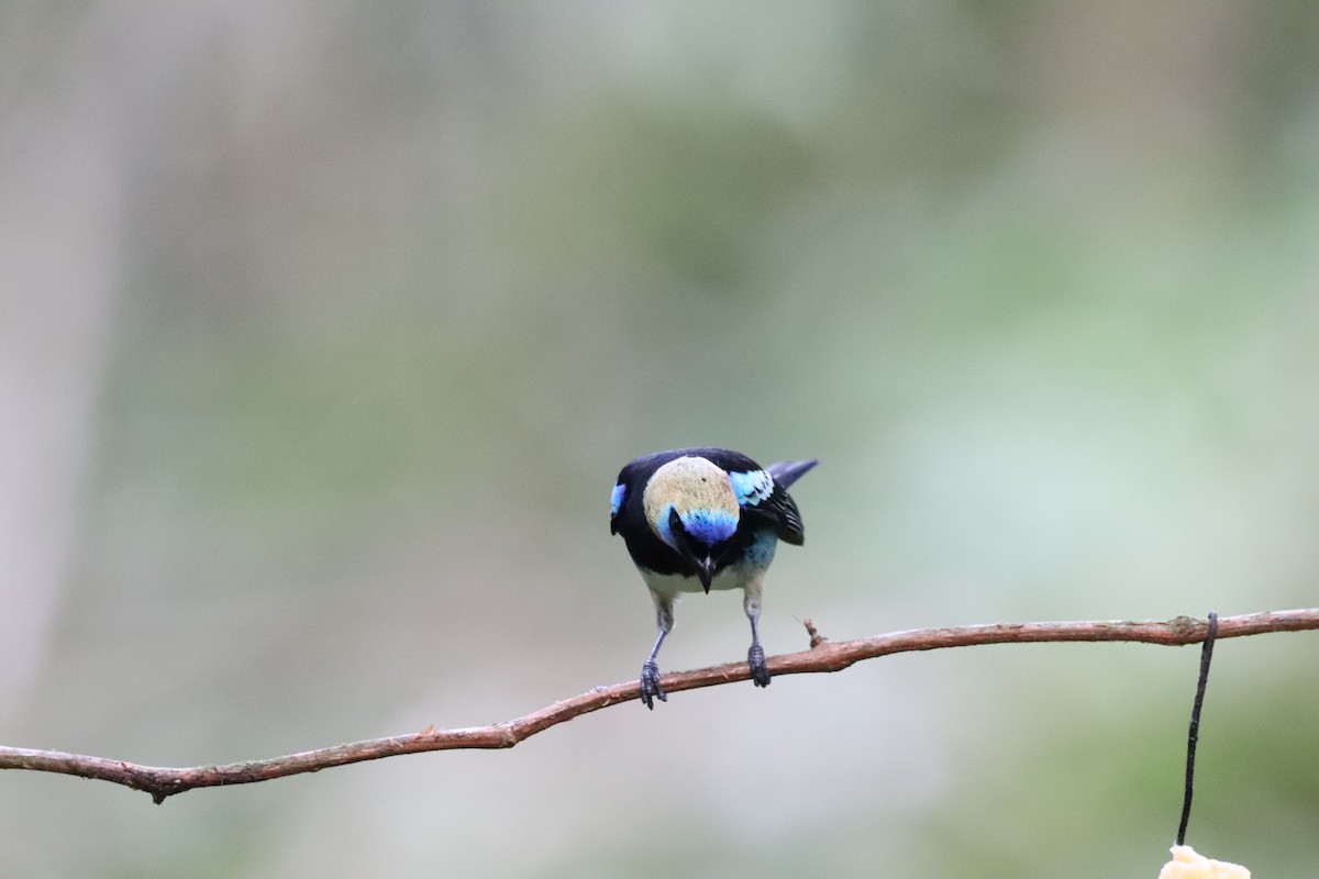 Golden-hooded Tanager - ML641115010