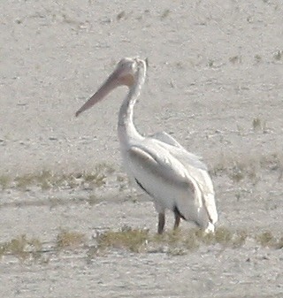 American White Pelican - ML641115011