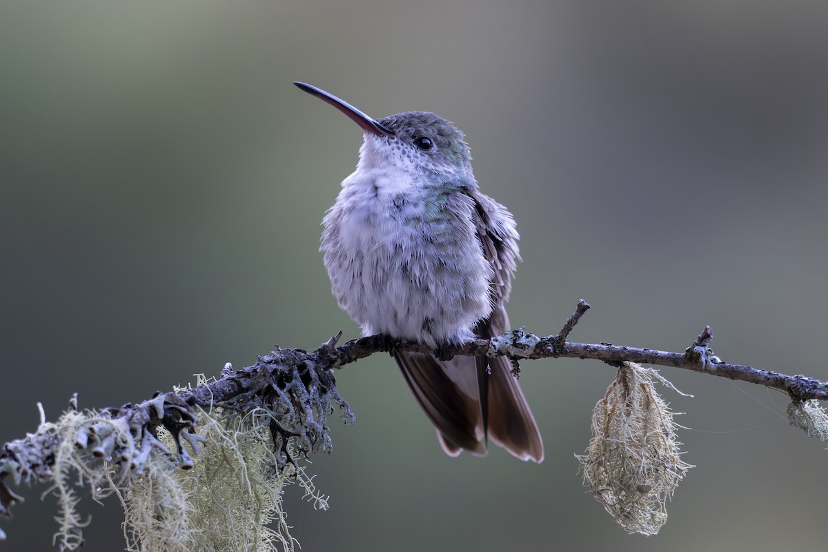 Green-and-white Hummingbird - ML641115043