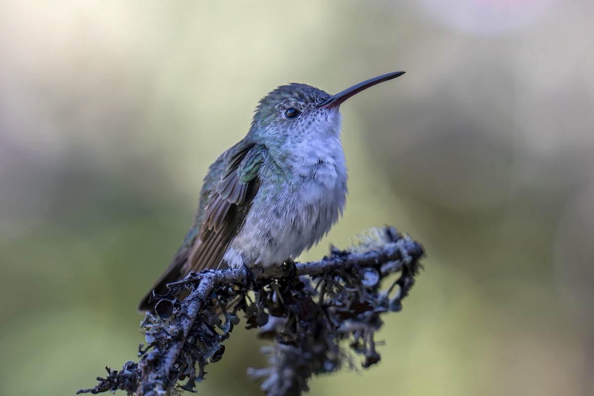 Green-and-white Hummingbird - ML641115044
