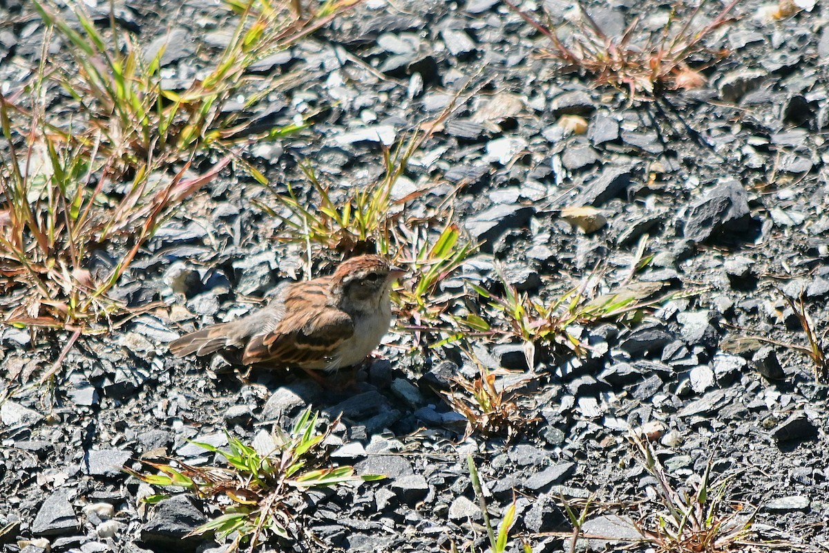 Chipping Sparrow - ML641115063