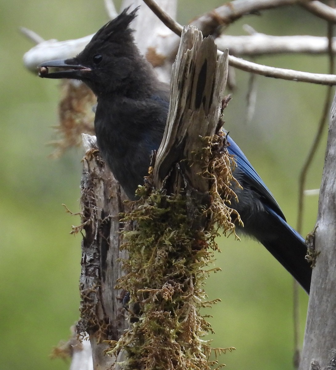 Steller's Jay - ML641115065
