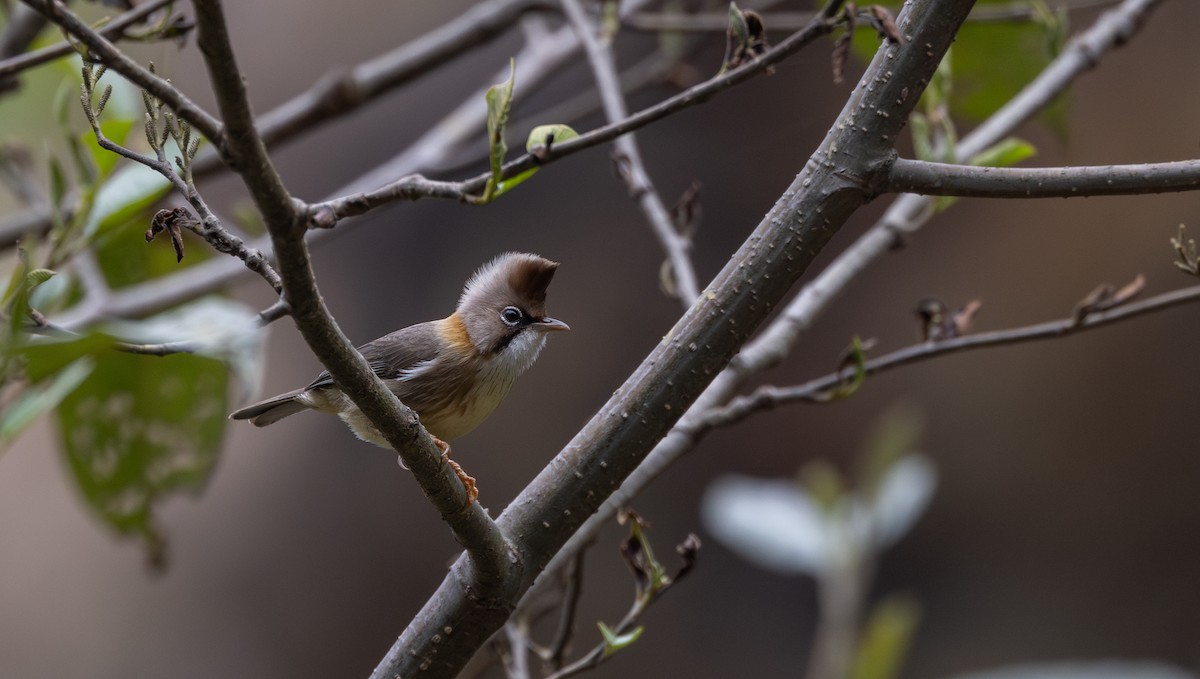 Yuhina Bigotuda - ML641115068
