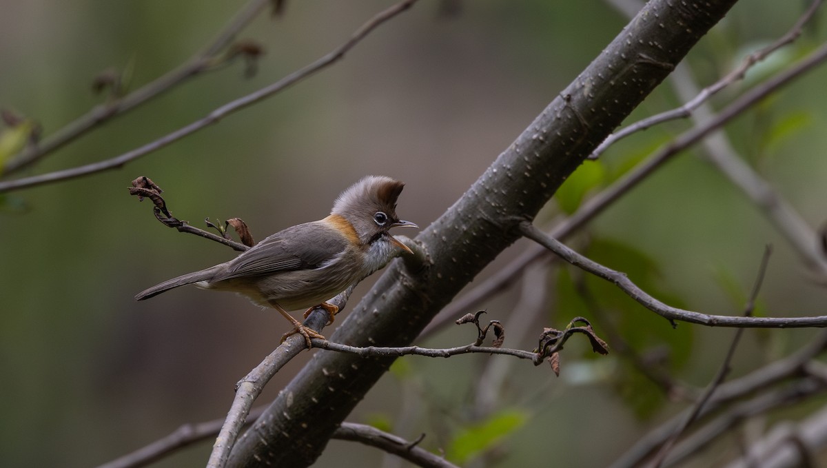 Yuhina Bigotuda - ML641115069