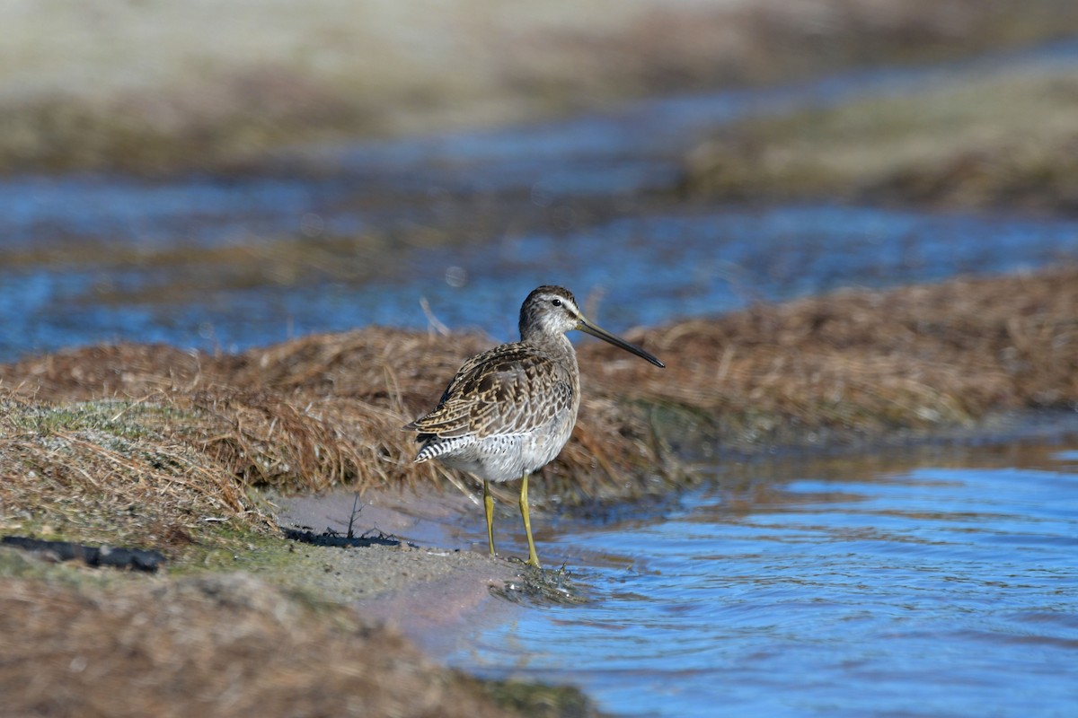 Short-billed Dowitcher - ML641115164