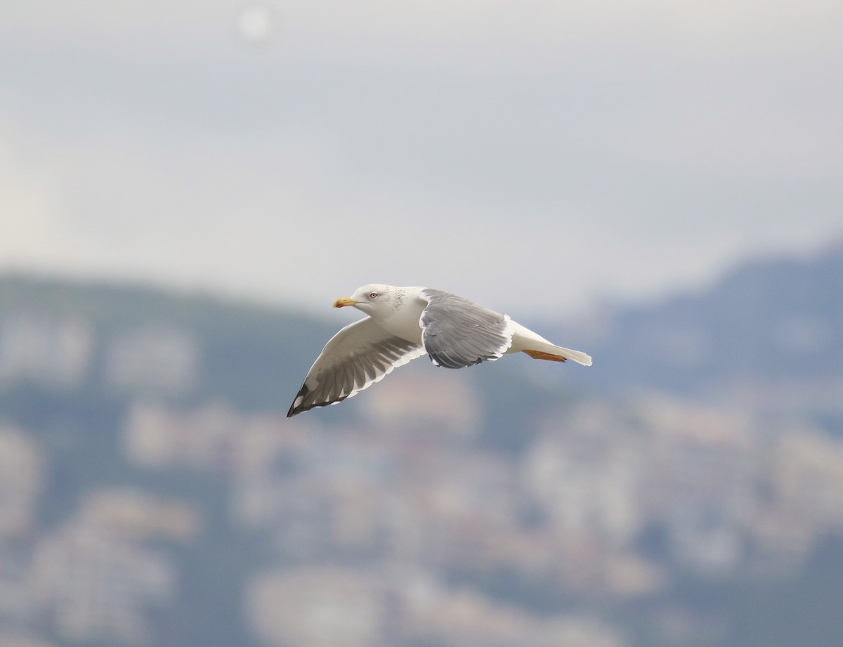 Lesser Black-backed Gull (Heuglin's) - ML641115166