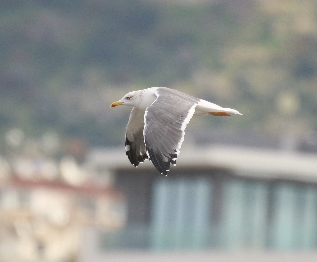 Lesser Black-backed Gull (Heuglin's) - ML641115167
