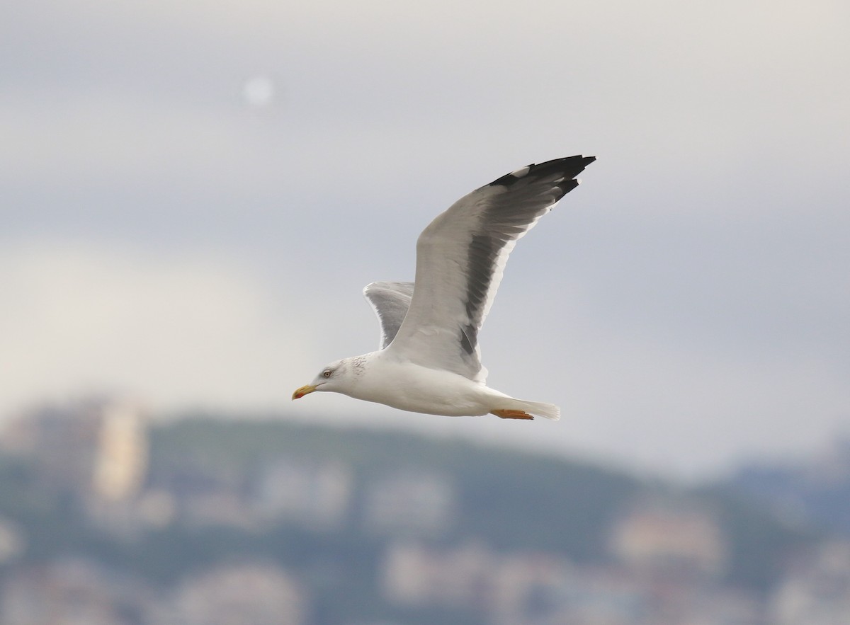 Lesser Black-backed Gull (Heuglin's) - ML641115168