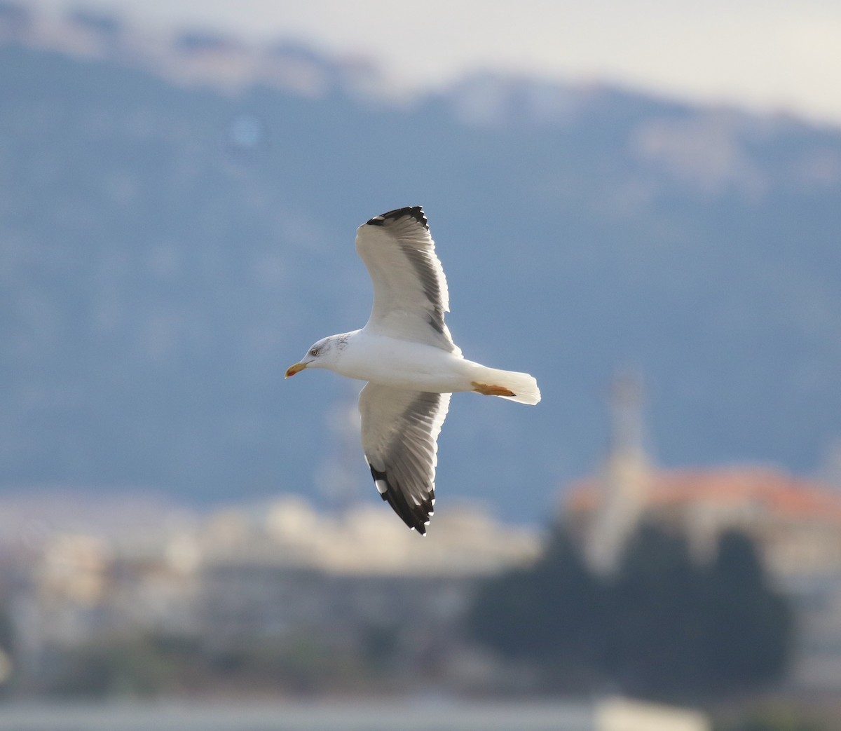 Lesser Black-backed Gull (Heuglin's) - ML641115169