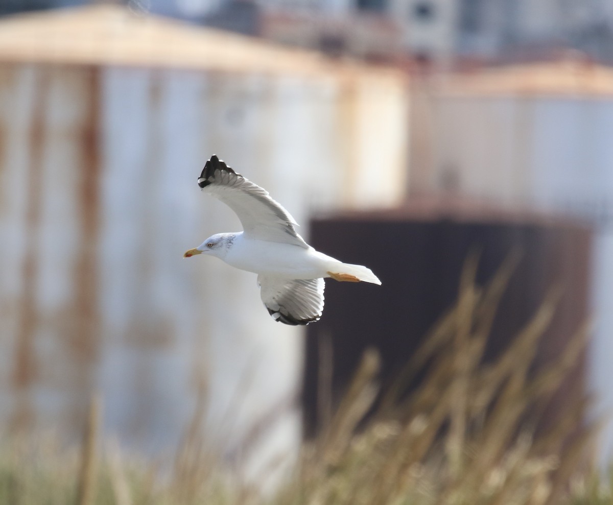 Lesser Black-backed Gull (Heuglin's) - ML641115170