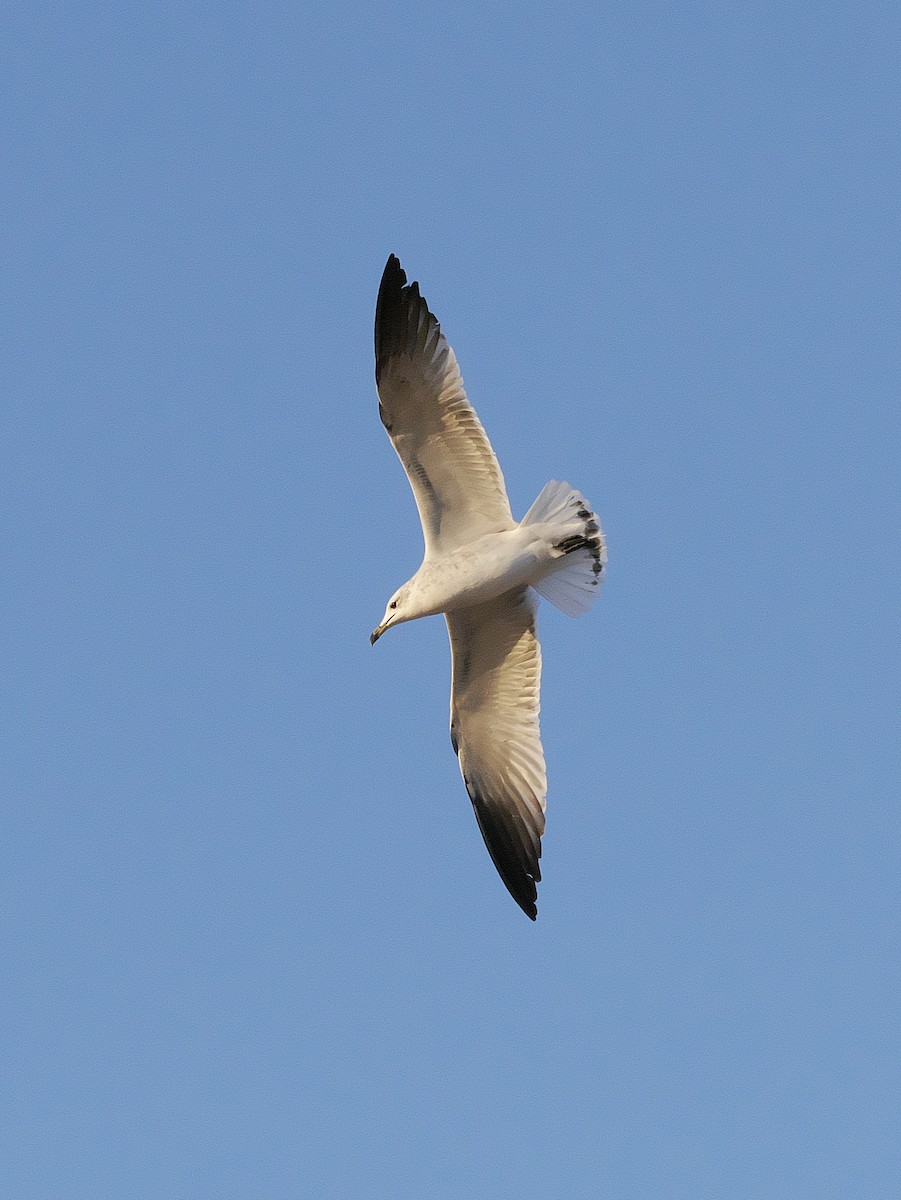 Gabbiano corso - ML641115174