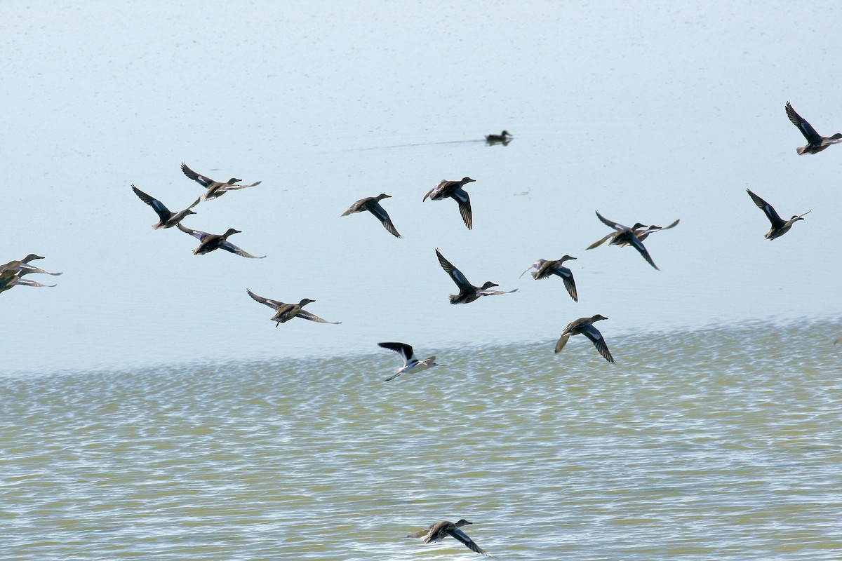 Northern Shoveler - ML641115187