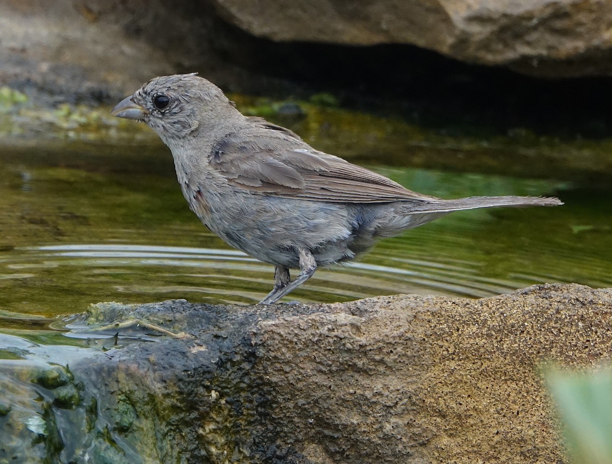 Varied Bunting - ML641115188