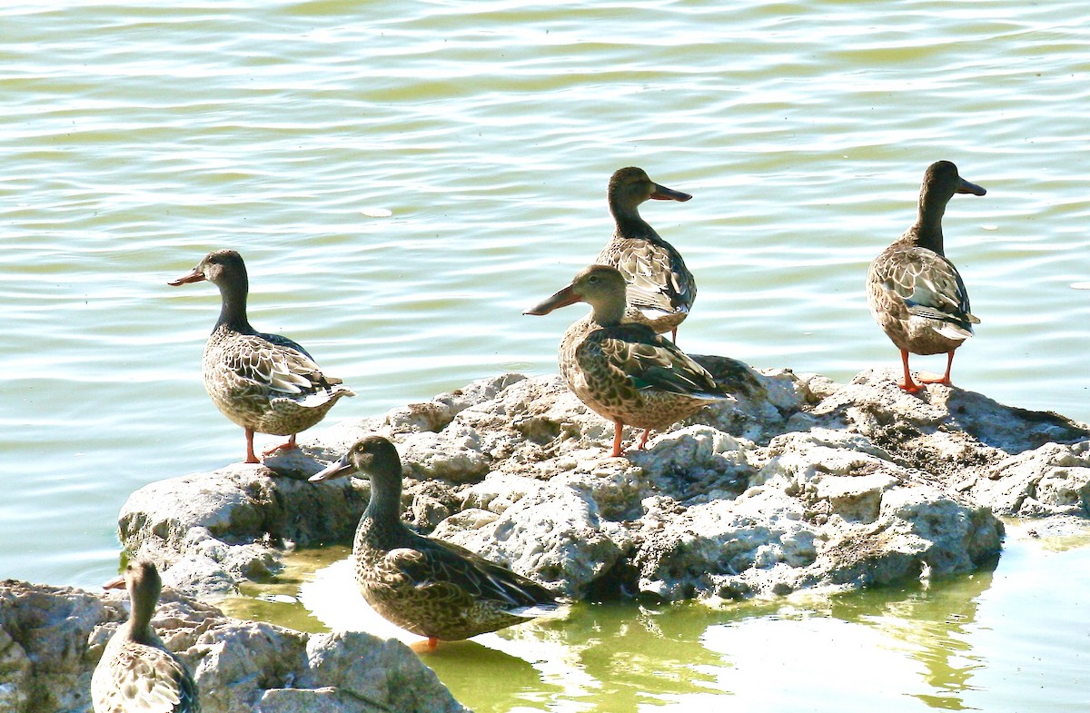 Northern Shoveler - ML641115194