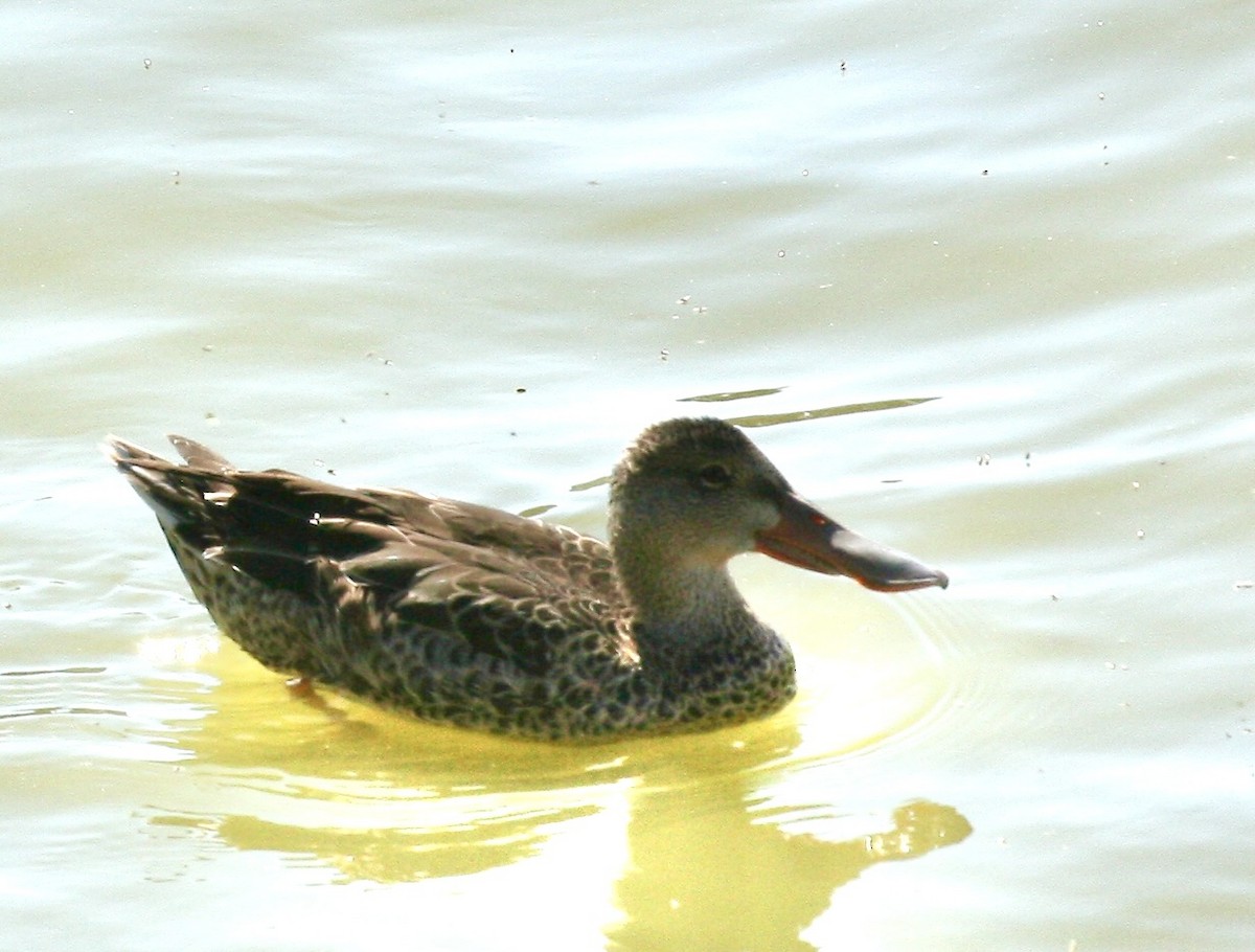 Northern Shoveler - ML641115204