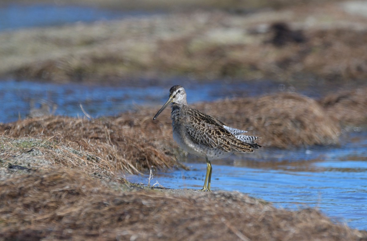 Short-billed Dowitcher - ML641115209