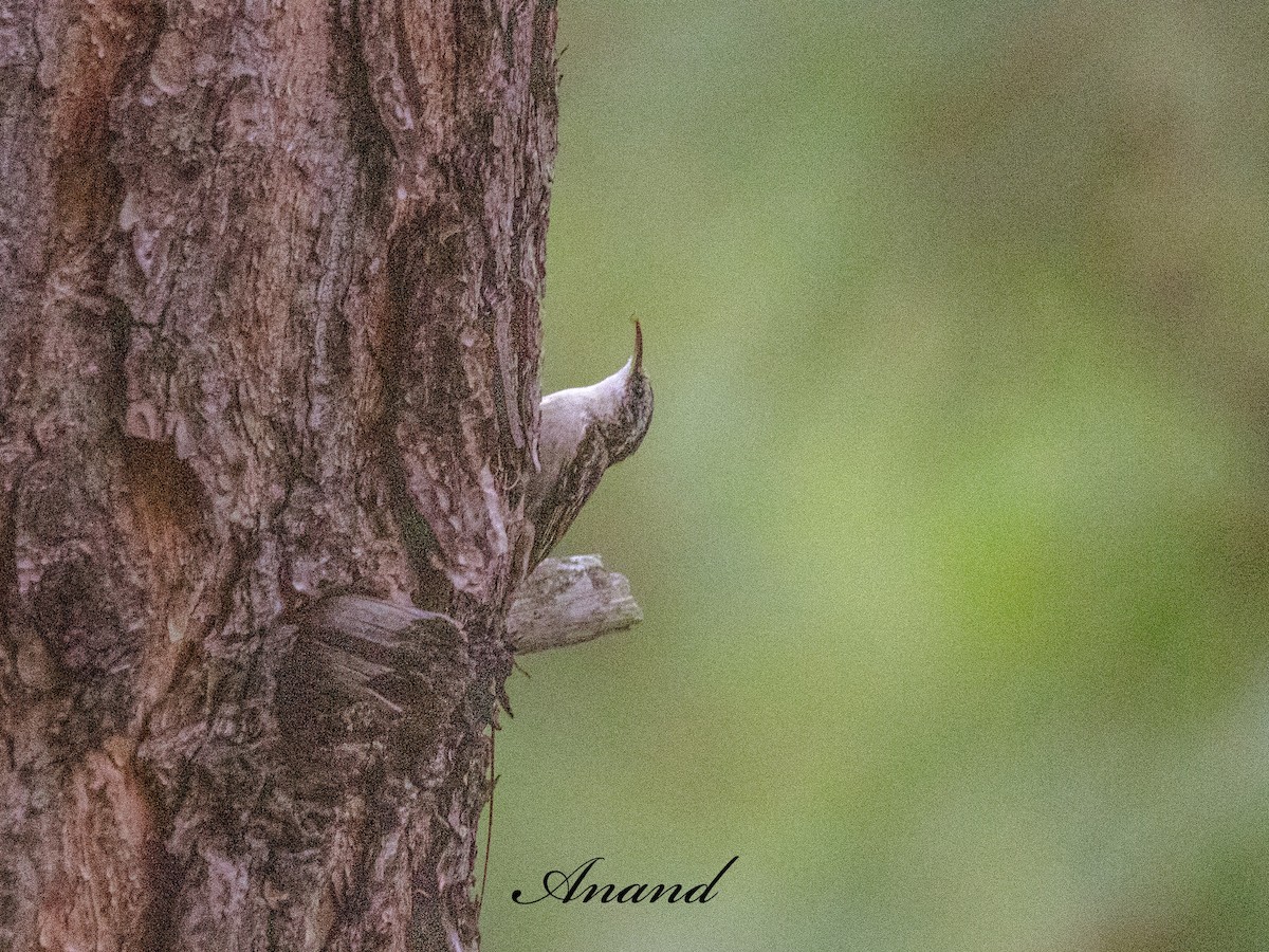 Bar-tailed Treecreeper - ML641115212