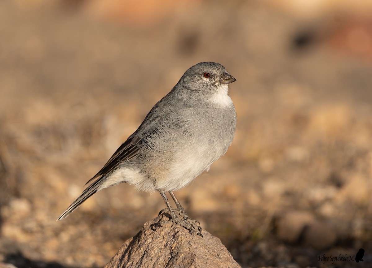 ノドジロヤマシトド - ML641115216