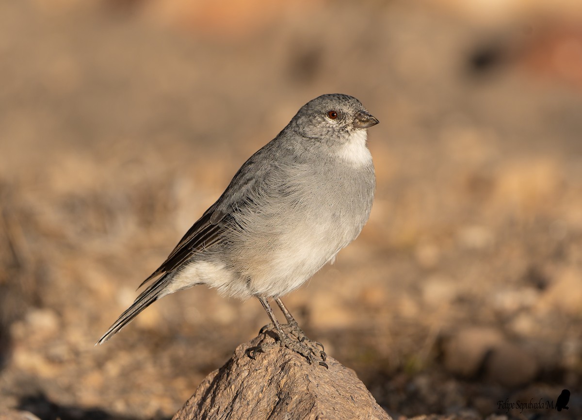 ノドジロヤマシトド - ML641115217