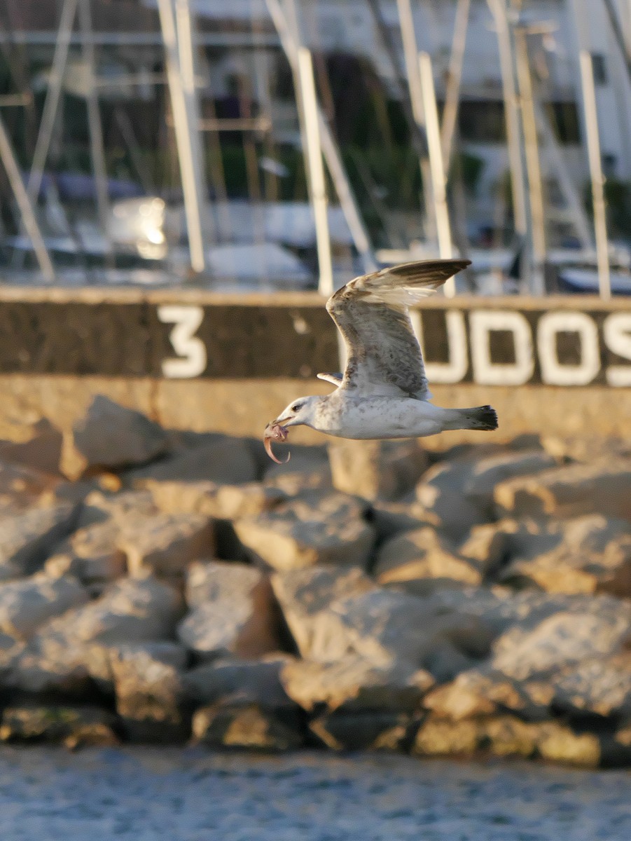 Gabbiano reale - ML641115236