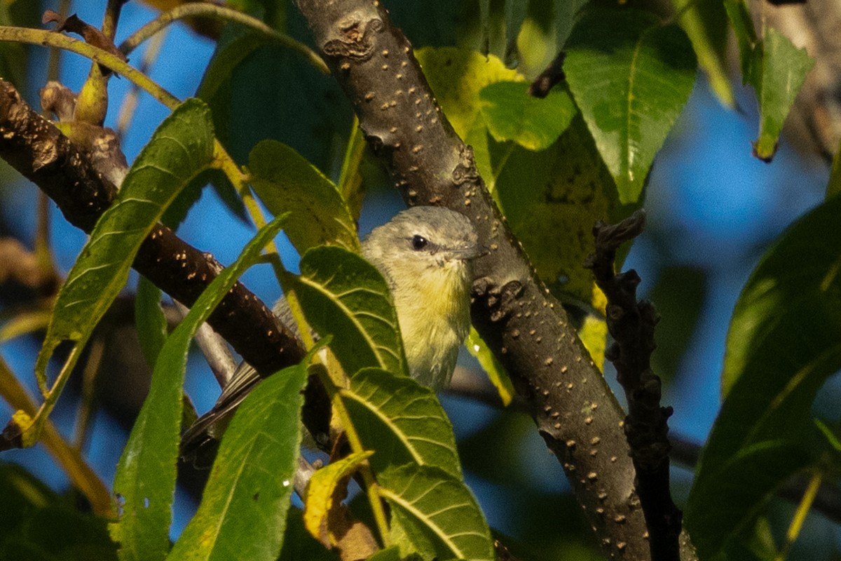 Philadelphia Vireo - ML641115244