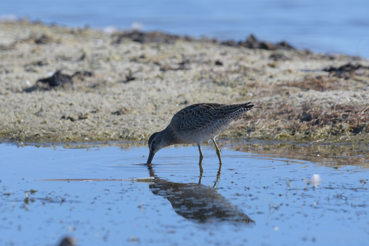 Short-billed Dowitcher - ML641115245
