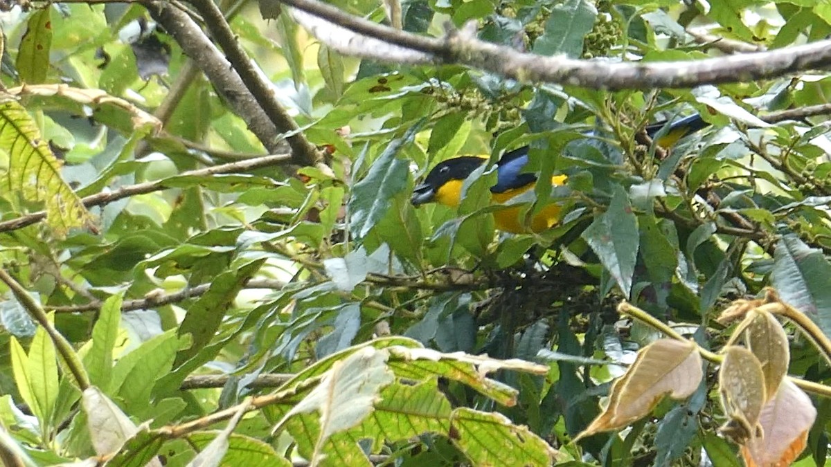 Blue-winged Mountain Tanager - ML641115251