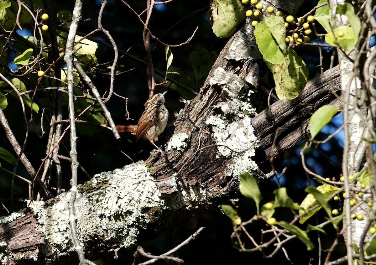 Carolina Wren - ML641115259