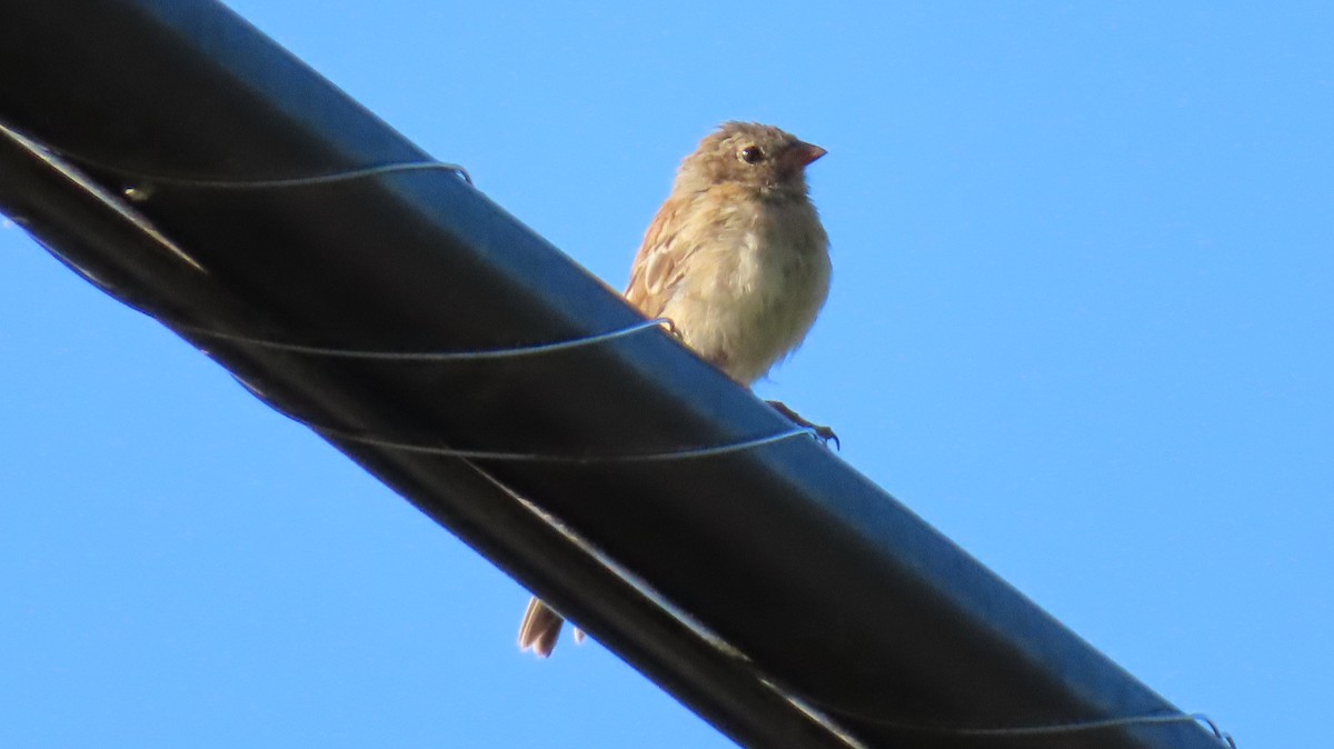 Field Sparrow - ML641115261
