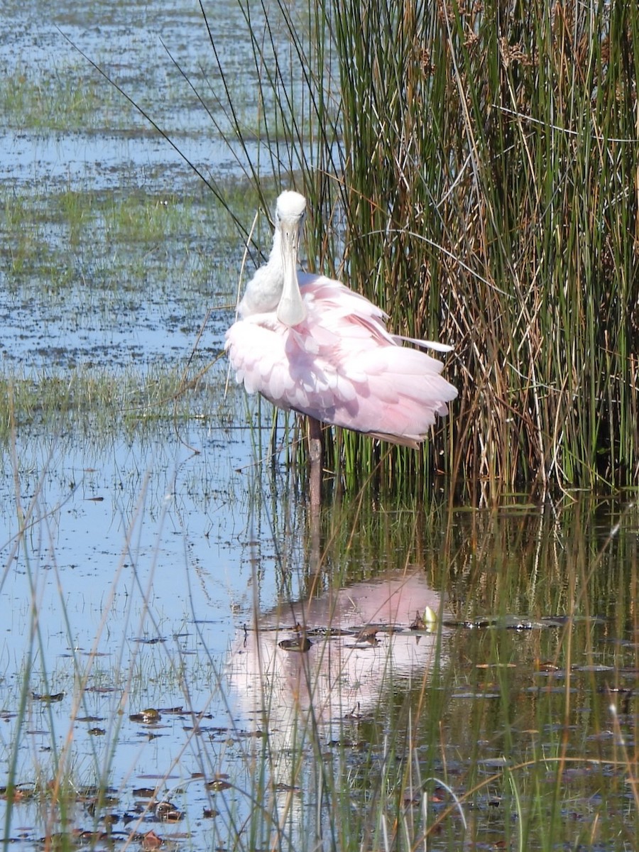 Roseate Spoonbill - ML641115264