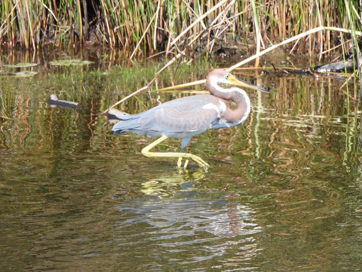 Tricolored Heron - ML641115269